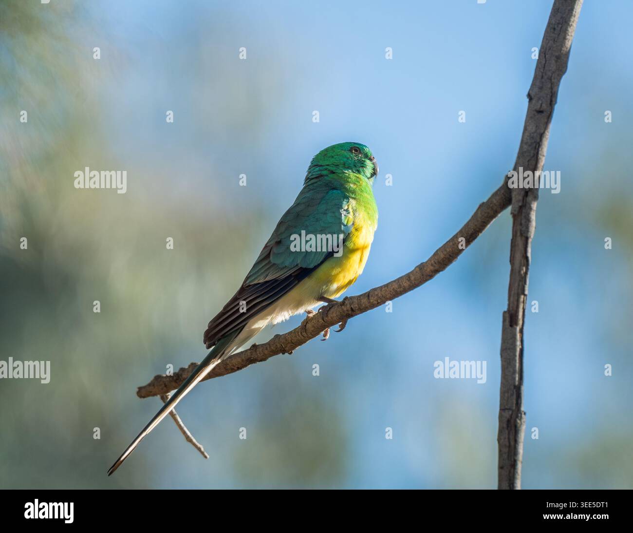 Un maschio solitario, pappagallo rosso, è arroccato su un unico arto asciutto con uno sfondo splendidamente fuori fuoco di cielo e alberi. Foto Stock