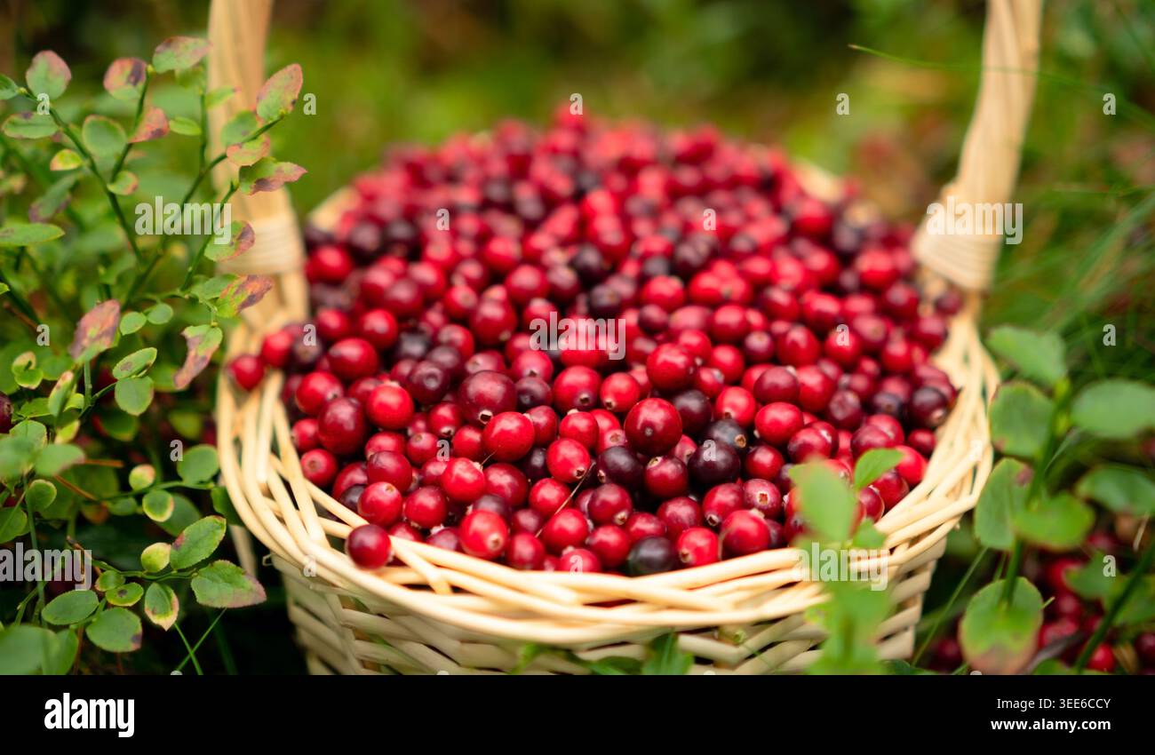 Mirtilli rossi biologici in un cesto circondato da lussureggianti piante della foresta che mettono in risalto l'essenza naturale e sana della raccolta dei frutti di bosco. Foto Stock