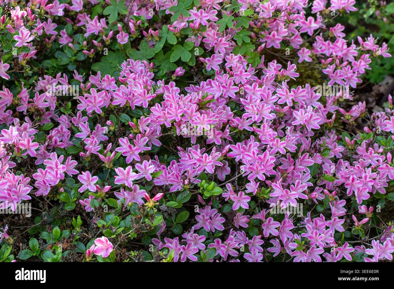 Ravvicinato naturale delle piante in fiore della splendida rosa di Kermesinum del Rhododendron, sotto il soffice sole primaverile. intrigante, intrigante, coinvolgente, avvincente Foto Stock