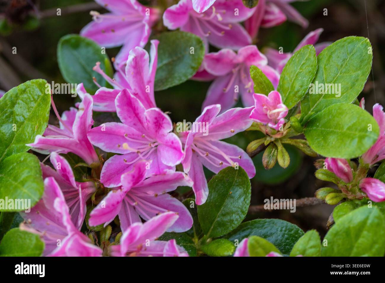 Ravvicinato naturale delle piante in fiore della splendida rosa di Kermesinum del Rhododendron, sotto il soffice sole primaverile. intrigante, intrigante, coinvolgente, avvincente Foto Stock