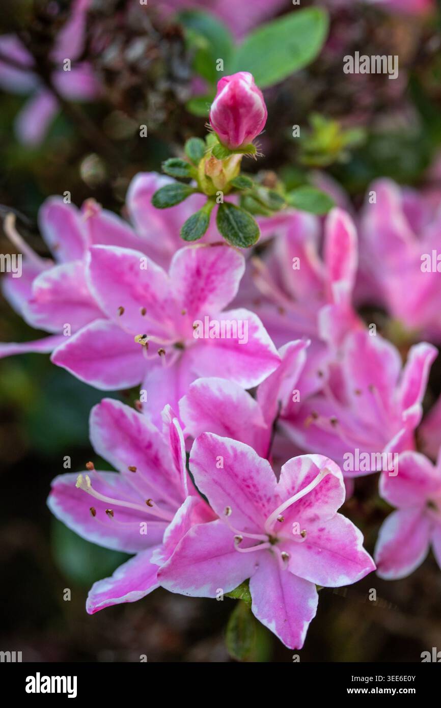 Ravvicinato naturale delle piante in fiore della splendida rosa di Kermesinum del Rhododendron, sotto il soffice sole primaverile. intrigante, intrigante, coinvolgente, avvincente Foto Stock