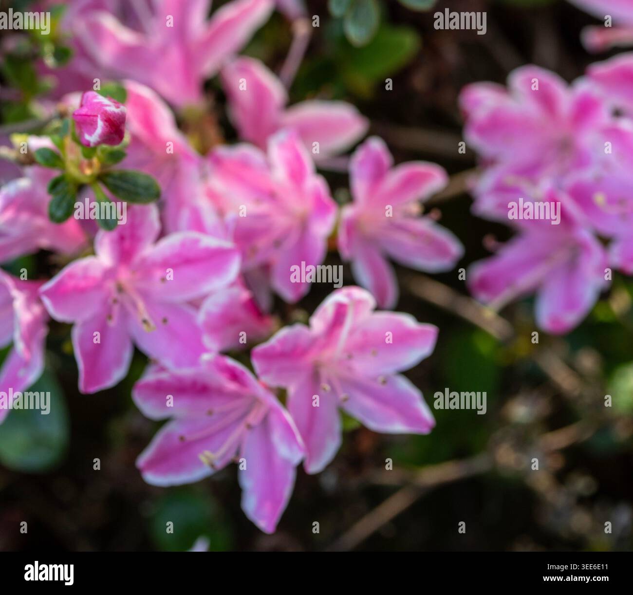 Ravvicinato naturale delle piante in fiore della splendida rosa di Kermesinum del Rhododendron, sotto il soffice sole primaverile. intrigante, intrigante, coinvolgente, avvincente Foto Stock