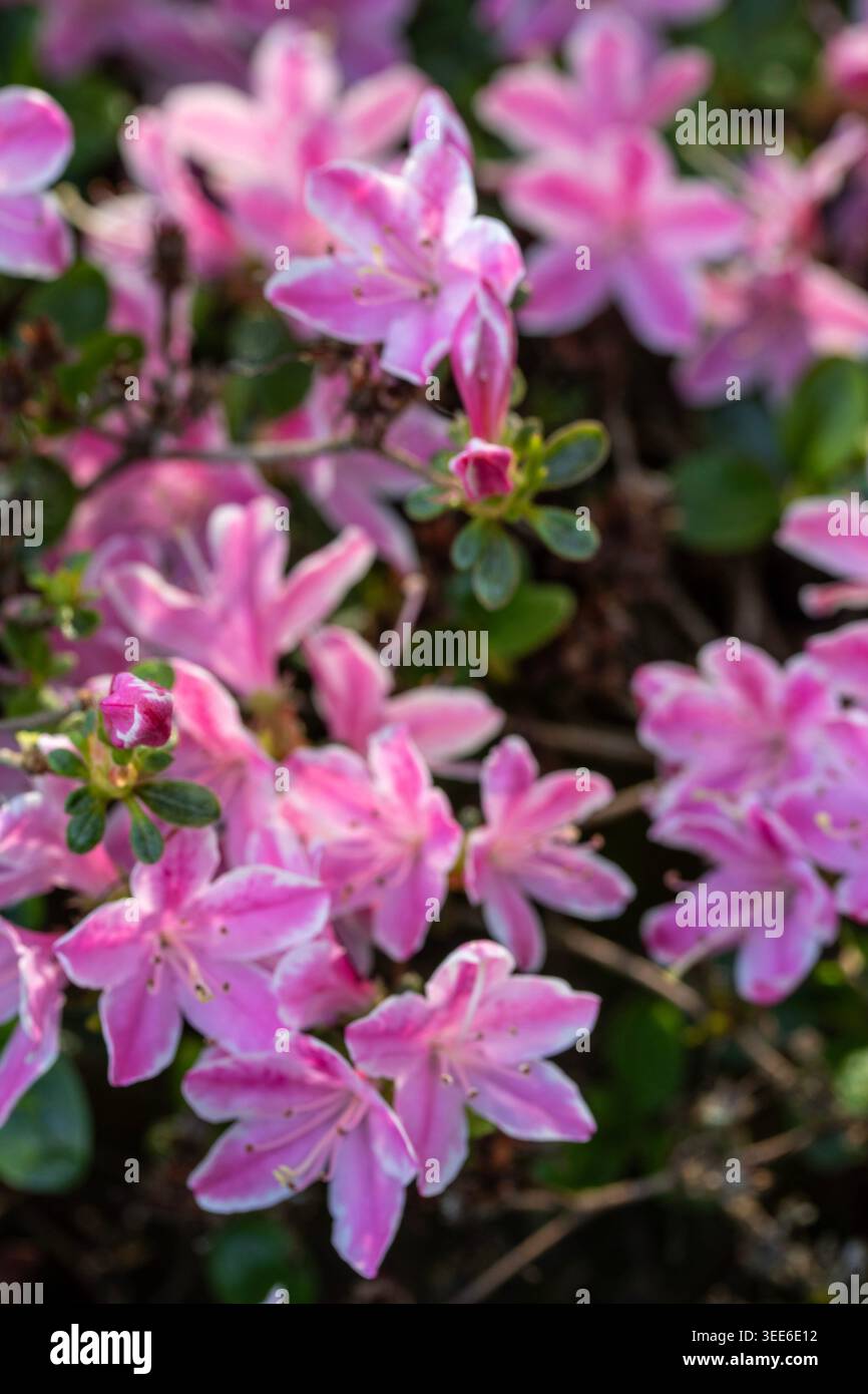 Ravvicinato naturale delle piante in fiore della splendida rosa di Kermesinum del Rhododendron, sotto il soffice sole primaverile. intrigante, intrigante, coinvolgente, avvincente Foto Stock
