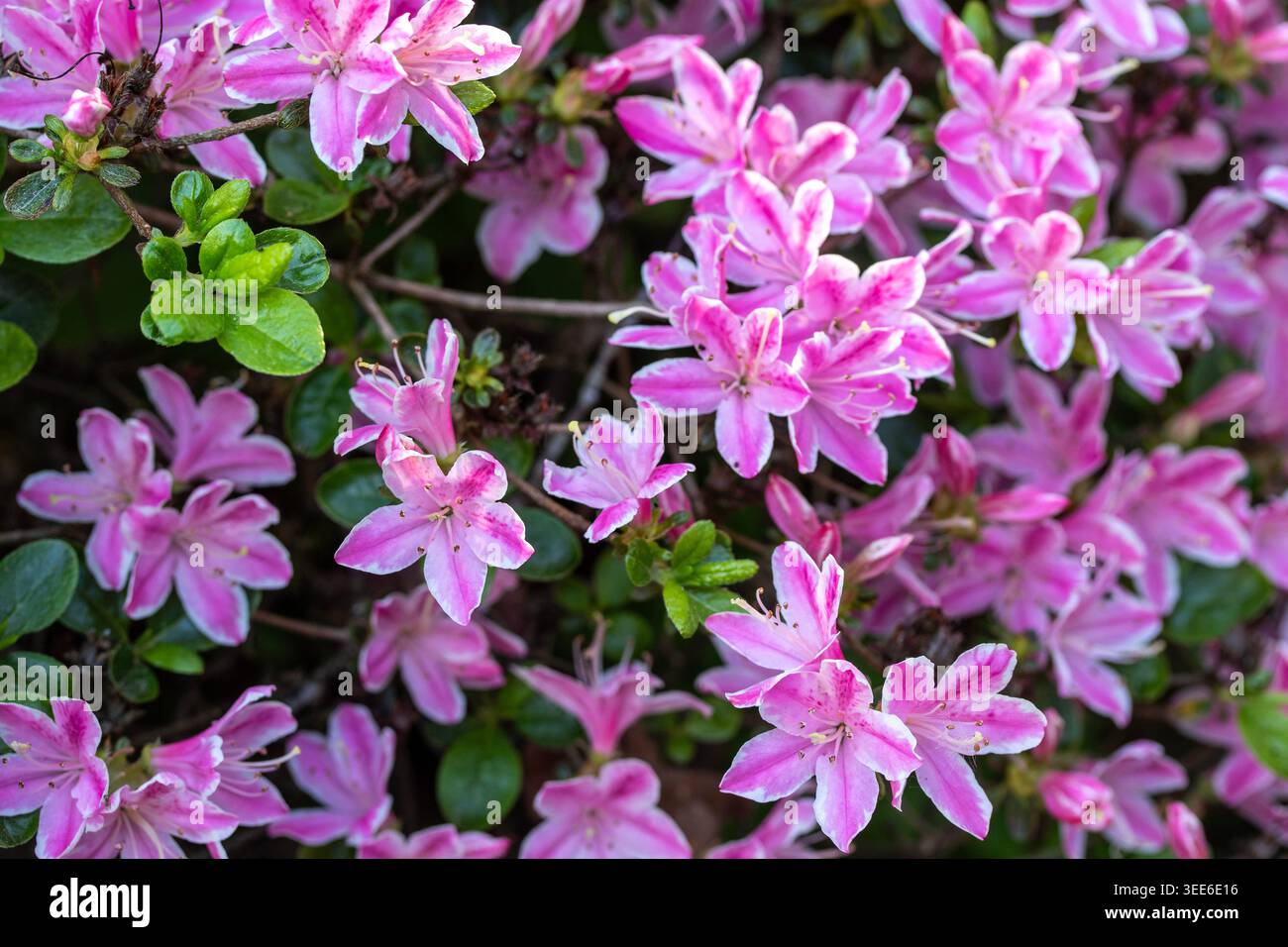 Ravvicinato naturale delle piante in fiore della splendida rosa di Kermesinum del Rhododendron, sotto il soffice sole primaverile. intrigante, intrigante, coinvolgente, avvincente Foto Stock