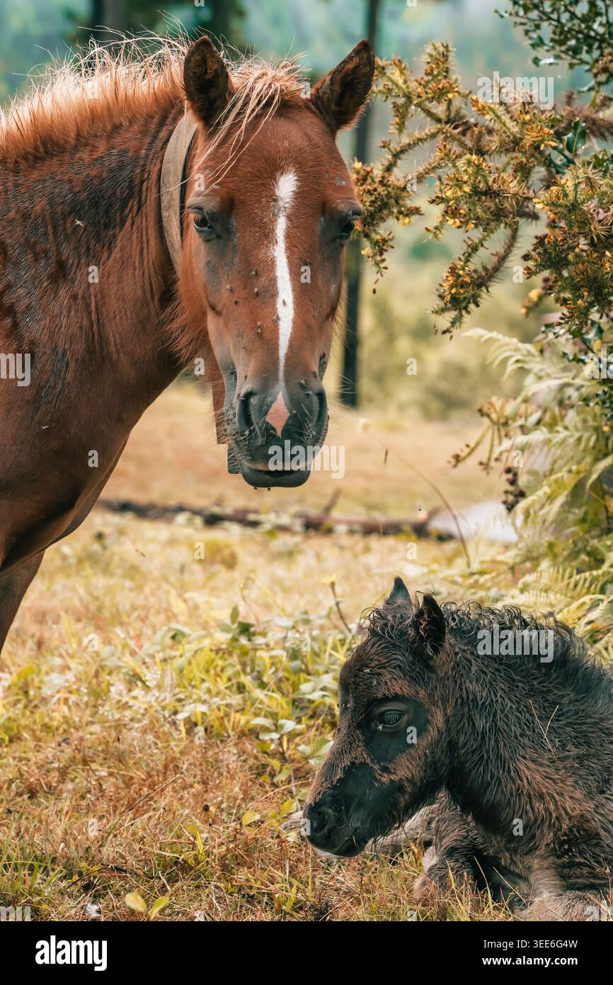 Wild Pottok Mare e Foal nel pascolo basco delle Highland Foto Stock