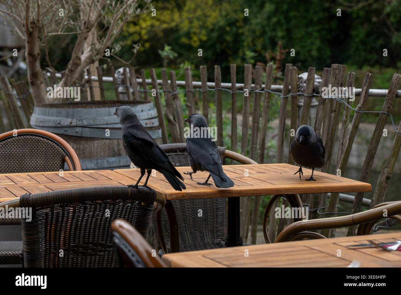 Due jackdaws eurasiatici si trovano su un tavolino da caffè in legno vicino a una sedia in vimini, recinzione rustica e sfondo verde all'aperto in un ambiente naturale calmo. Fauna selvatica Foto Stock