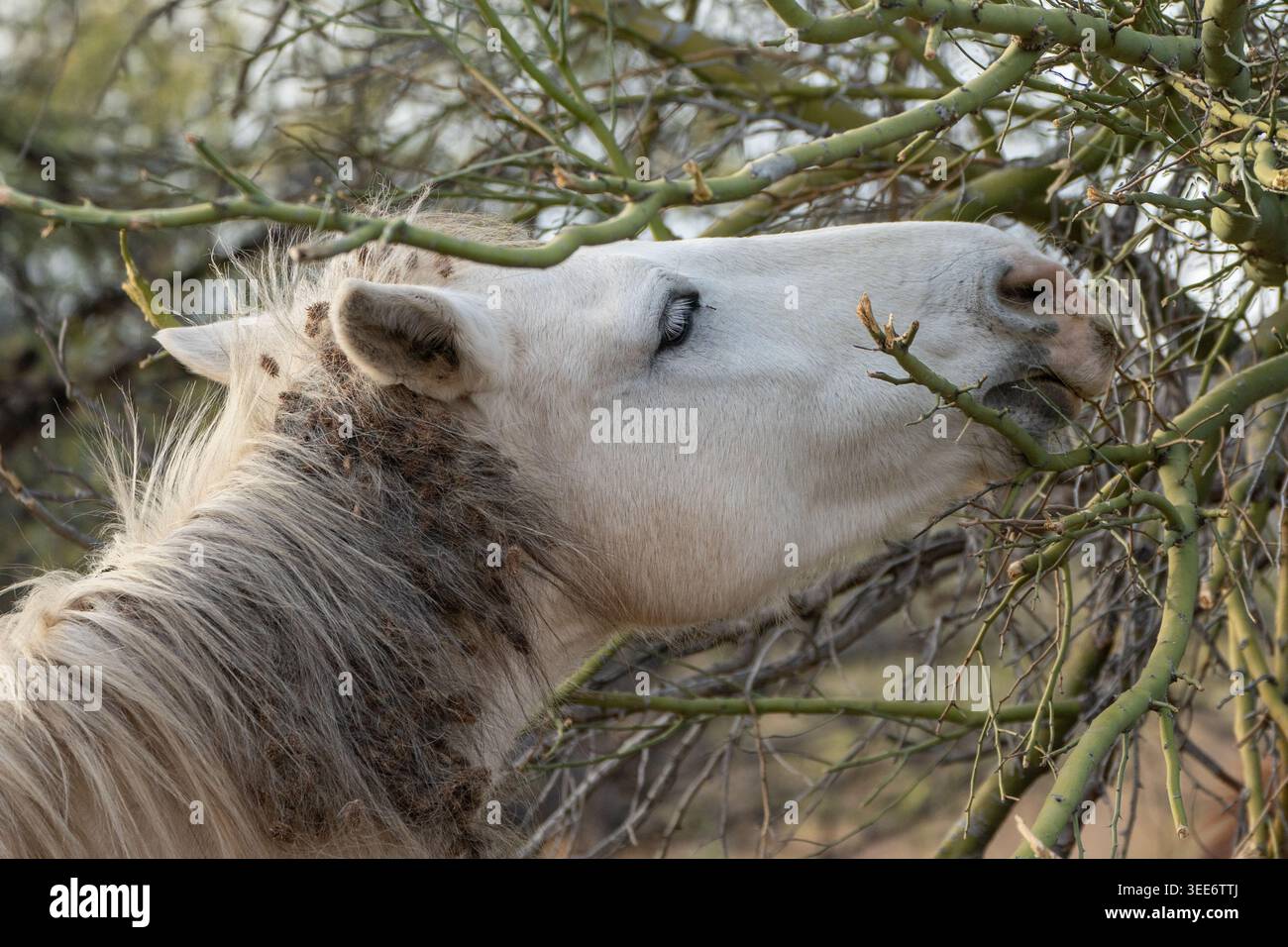Vista di un cavallo selvatico bianco che mangia rami verdi da un arbusto del deserto con bavature nella sua criniera Arizona, Stati Uniti. Foto Stock