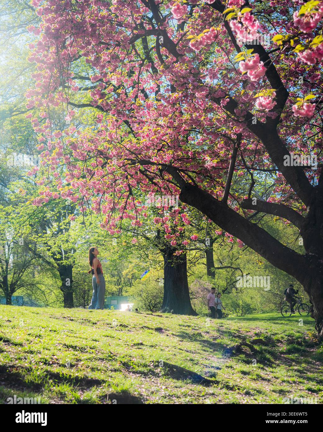 Vista dei ciliegi in fiore con persone che si rilassano sul prato verde di Central Park New York, New York, Stati Uniti. Foto Stock