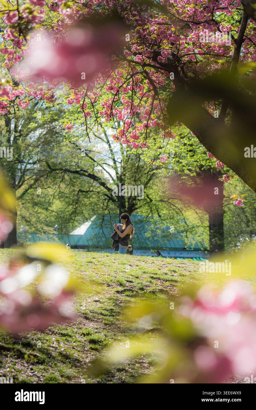 Vista di una donna in piedi su una collina erbosa incorniciata da fiori di ciliegio rosa e lussureggianti alberi verdi a Central Park New York, New York, United Stat Foto Stock