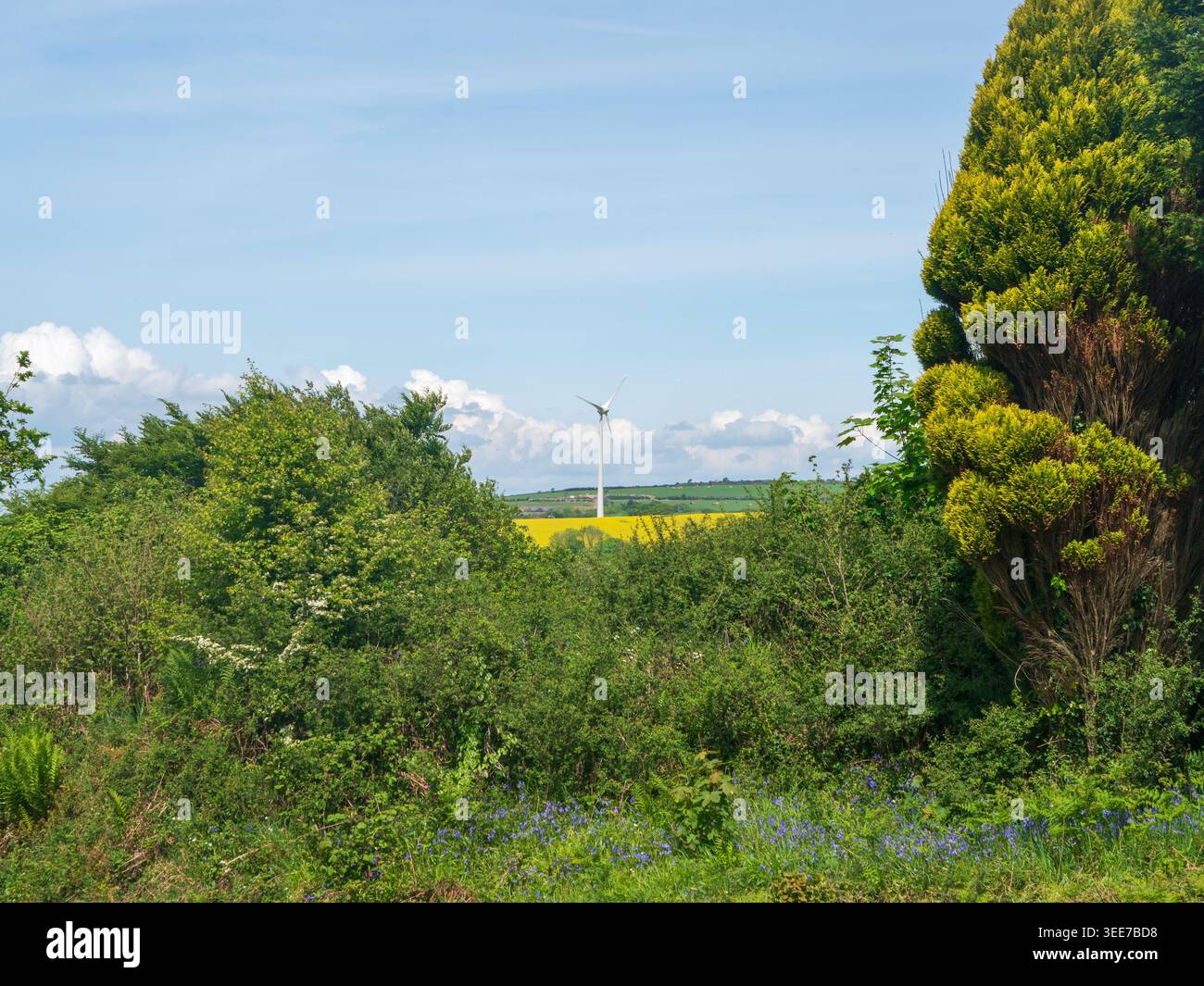 Turbina eolica con vista sui campi di colza vicino a Lanreath, Cornovaglia Foto Stock