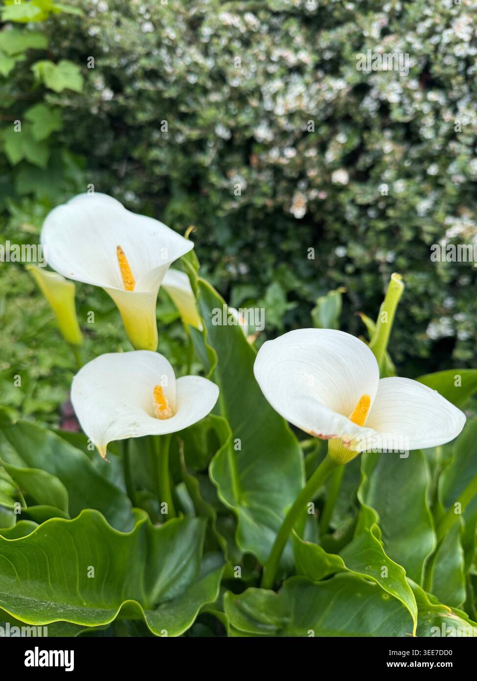 Zantedeschia aethiopica giglio bianco Mostra bianco - Immagine stock catturata con smartphone