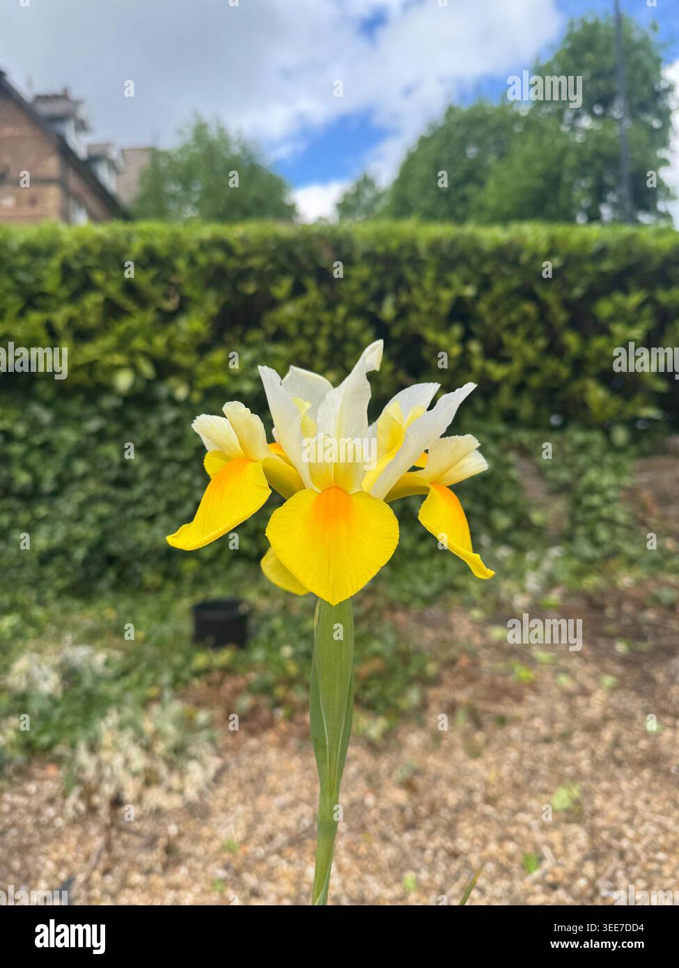 Iris olandesi gialli in un giardino - Immagine stock catturata con smartphone