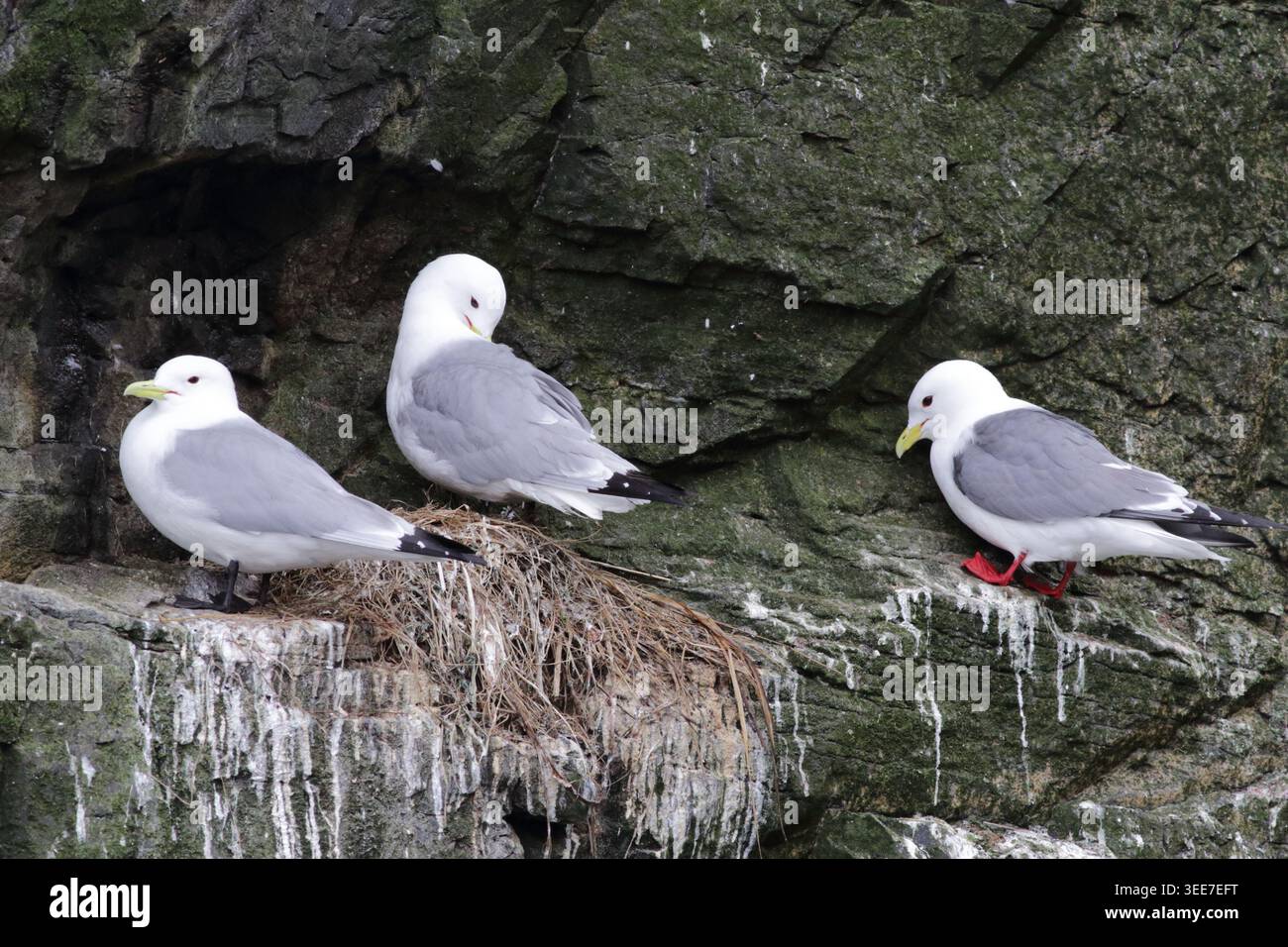Kittiwake dalle gambe rosse (Rissa brevirostris) al nido (destra) con kittiwakes dalle gambe nere (Rissa tridactyla), (sinistra), Kamchatka, Russia orientale Foto Stock