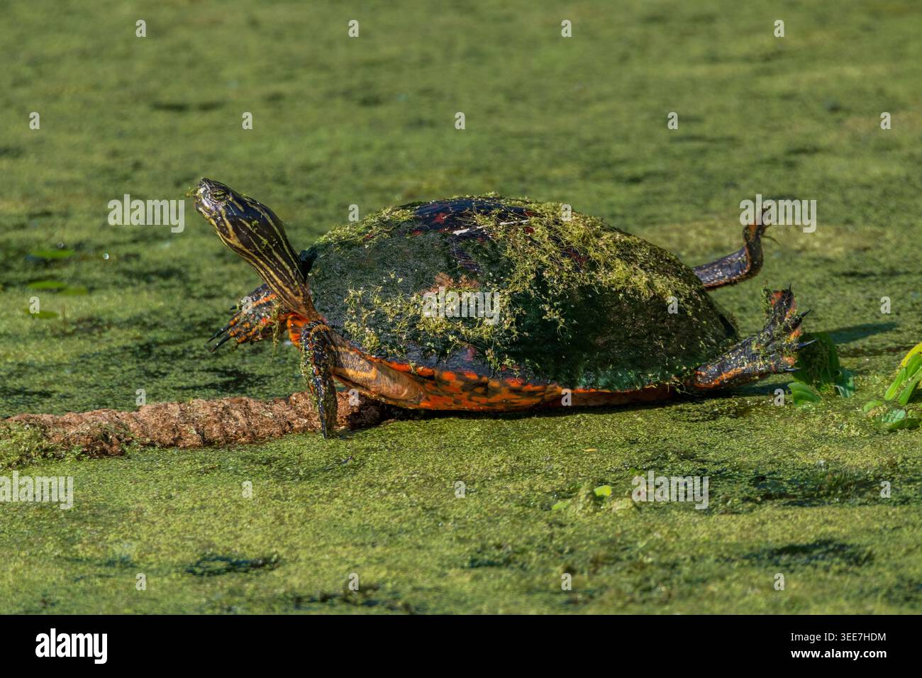 Tartaruga rossa nel parco paludoso di Orlando Foto Stock