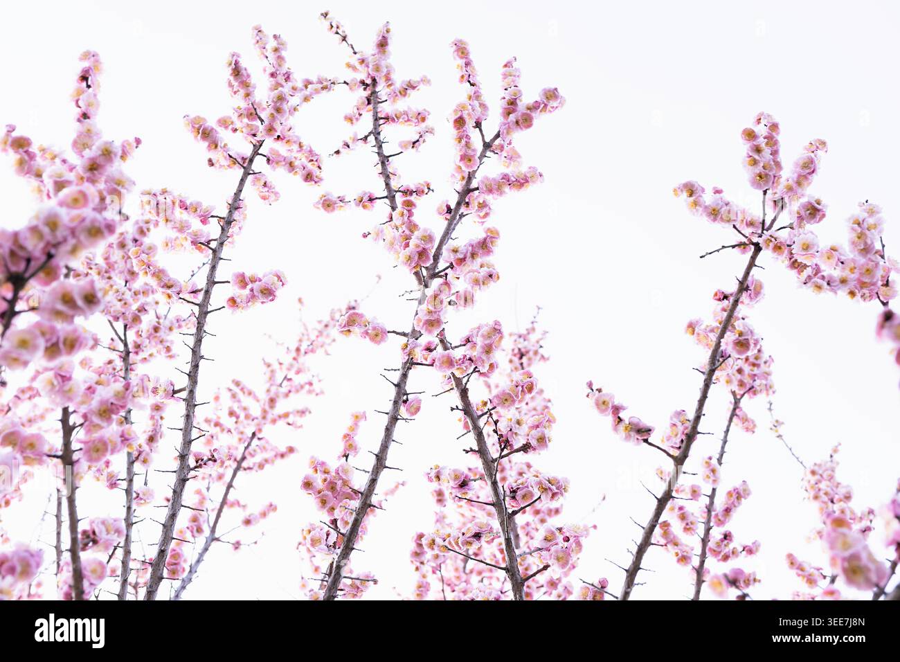 Rami rosa in fiore di ciliegio in piena fioritura contro un cielo bianco coperto. I delicati fiori sakura creano un ambiente primaverile etereo ideale per la stagione Foto Stock