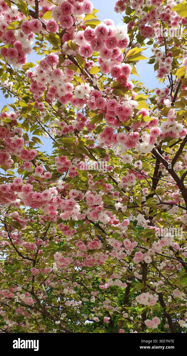 Lussureggiante albero di ciliegio rosa in piena fioritura contro il cielo blu. Un primo piano di rami di ciliegio giapponesi con densa fioritura rosa e bianca. Foto Stock