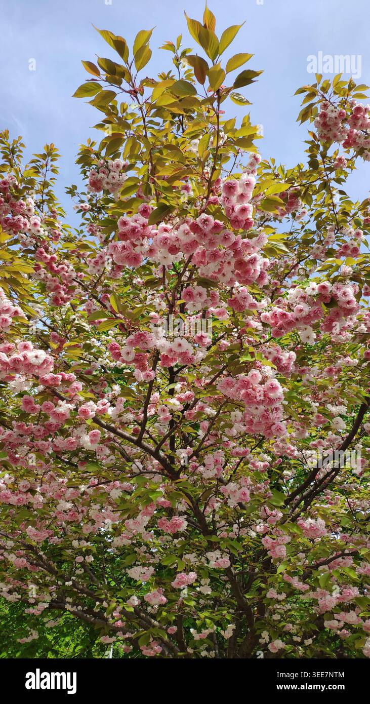 Lussureggiante albero di ciliegio rosa in piena fioritura contro il cielo blu. Un primo piano di rami di ciliegio giapponesi con densa fioritura rosa e bianca. Foto Stock