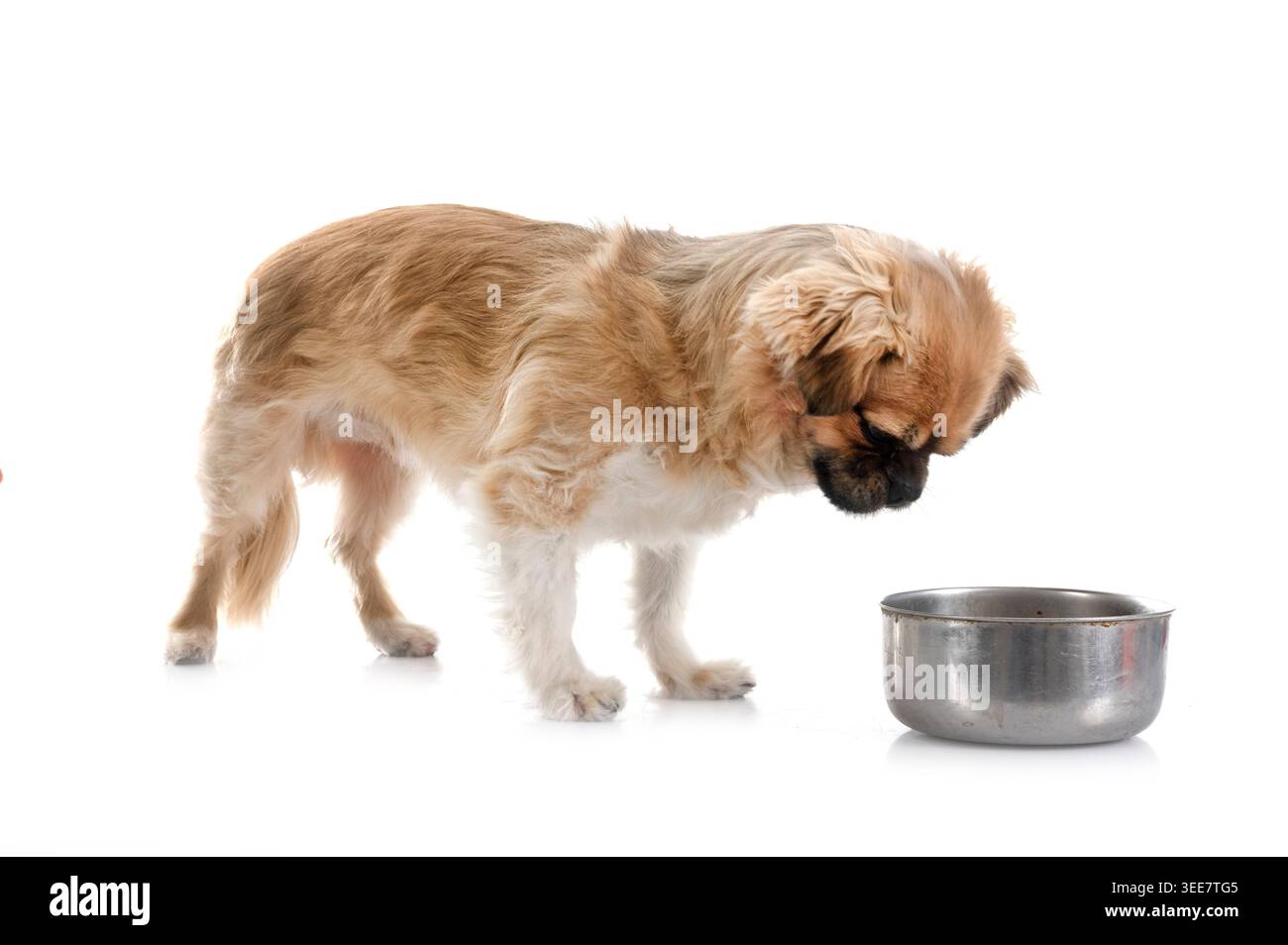 Tibetan spaniel davanti a uno sfondo bianco Foto Stock