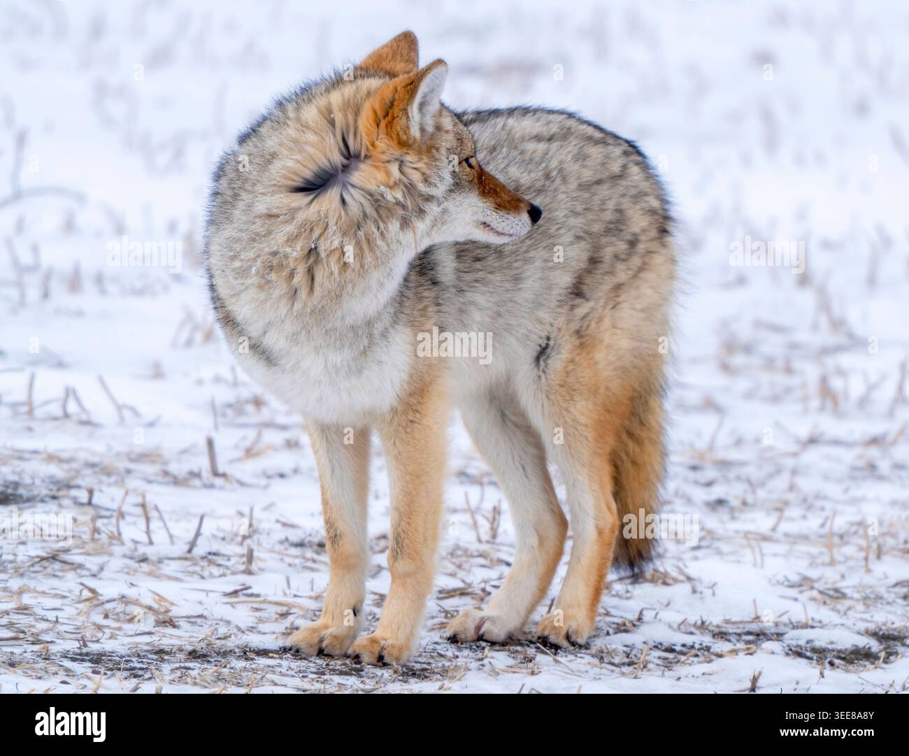 Un coyote selvaggio è in allerta in un campo innevato, la sua pelliccia si fonde con l'ambiente invernale Foto Stock