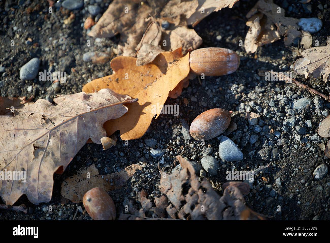 Primo piano di ghiande e foglie di quercia marrone sparse su un pavimento della foresta illuminato dal sole durante l'autunno. Foto Stock