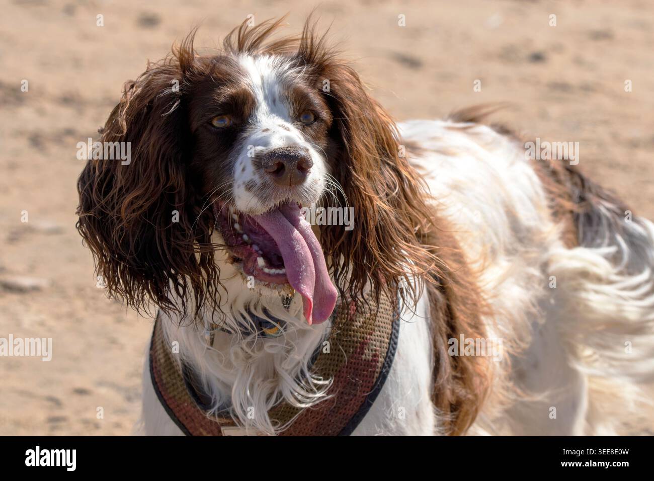 Ritratto ravvicinato di un cane inglese Springer Spaniel che pete con la sua lingua su una spiaggia sabbiosa. Foto Stock