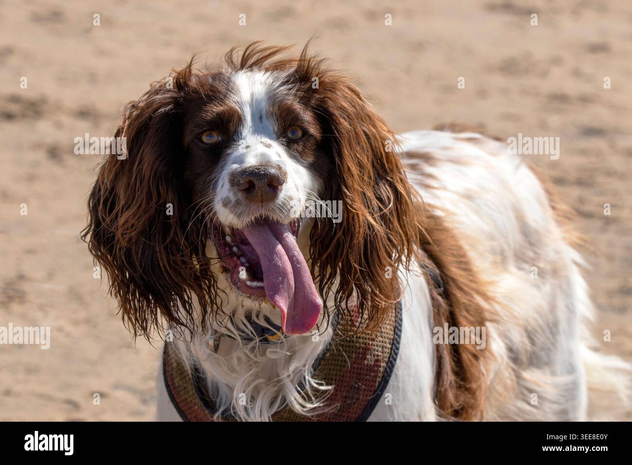 Ritratto ravvicinato di un cane inglese Springer Spaniel che pete con la sua lingua su una spiaggia sabbiosa. Foto Stock