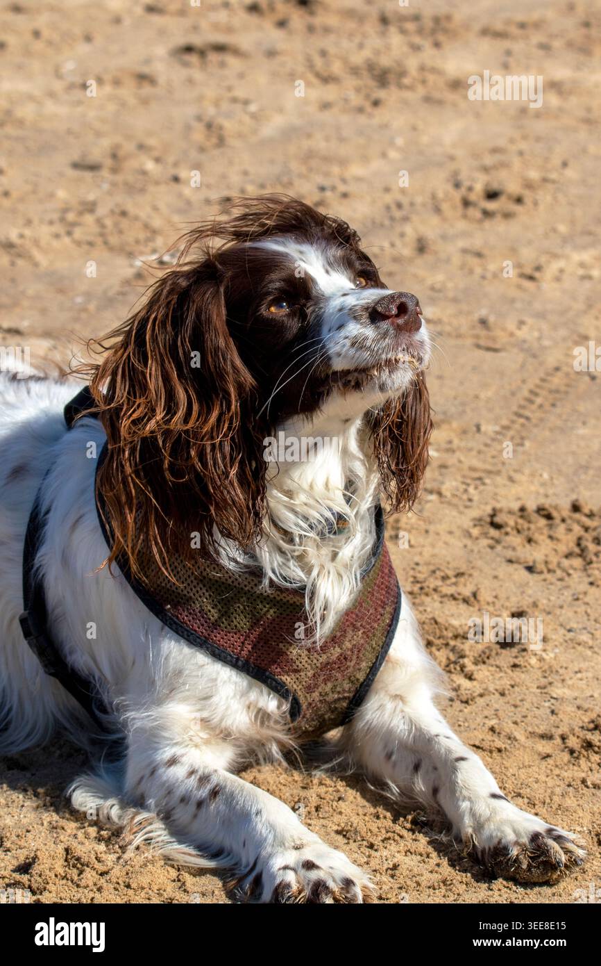 Ritratto ravvicinato di un fegato e di un cane bianco inglese Springer Spaniel sdraiato su una spiaggia sabbiosa con un'imbracatura. Foto Stock