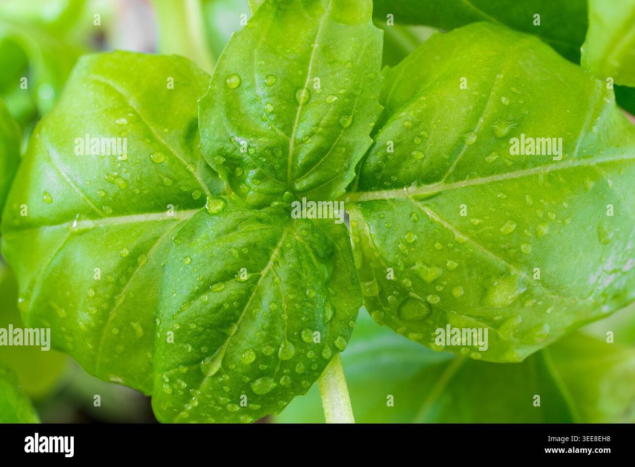 Il basilico (Ocimum basilicum) è un'erba aromatica molto apprezzata nella famiglia delle mentine, apprezzata per i suoi usi culinari in insalate, salse e pesto. REGNO UNITO Foto Stock