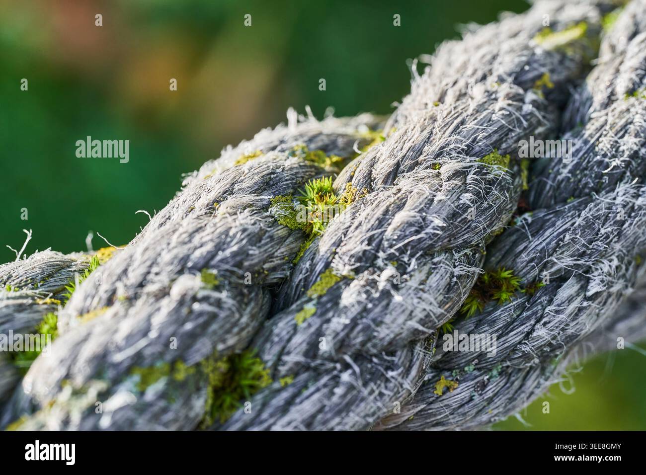 Primo piano di una corda intemprata intrecciata con muschio verde, evidenziando fibre sfilacciate e consistenza organica. Foto Stock