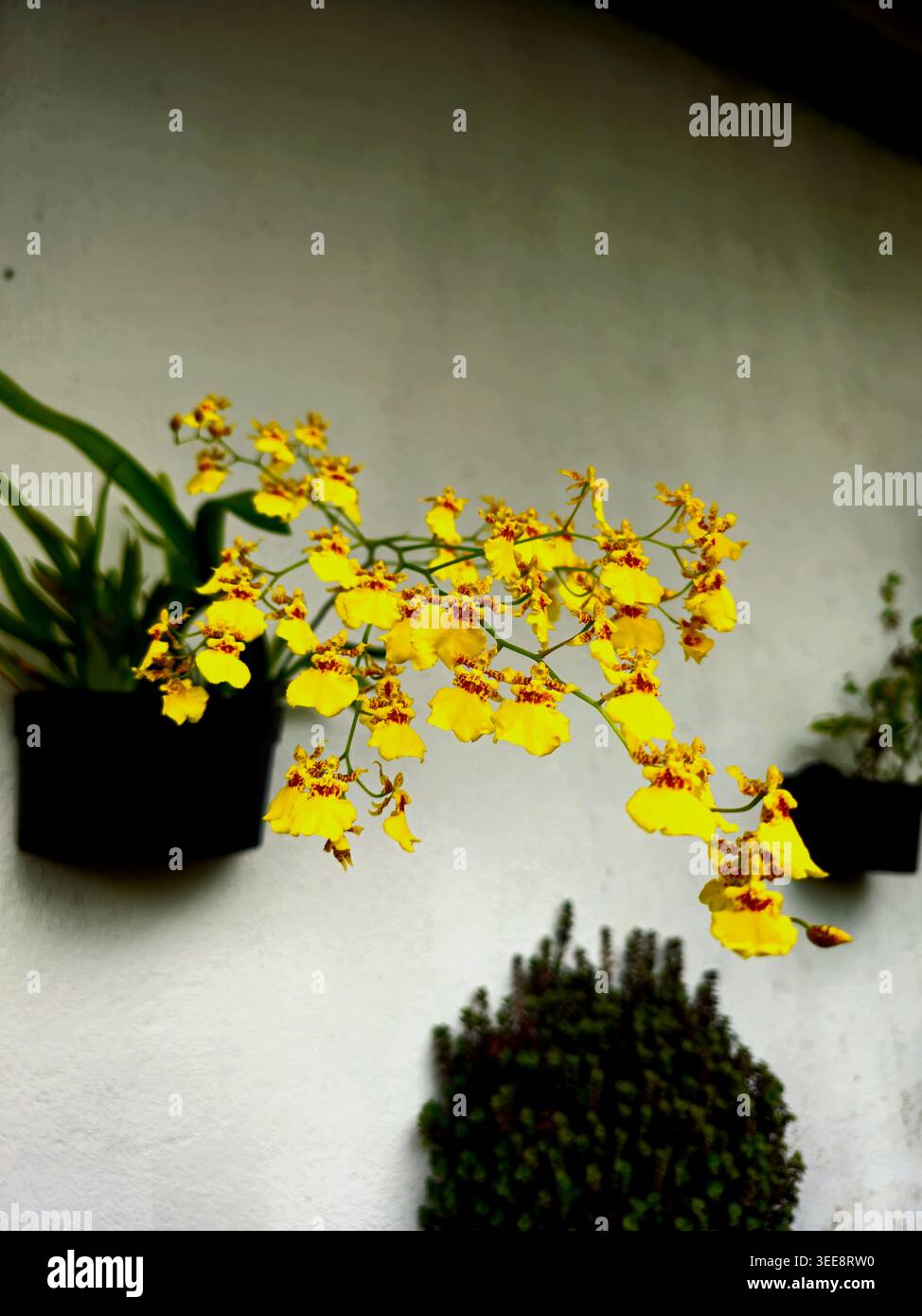 Fiore di danza Kandyan - Immagine stock catturata con smartphone