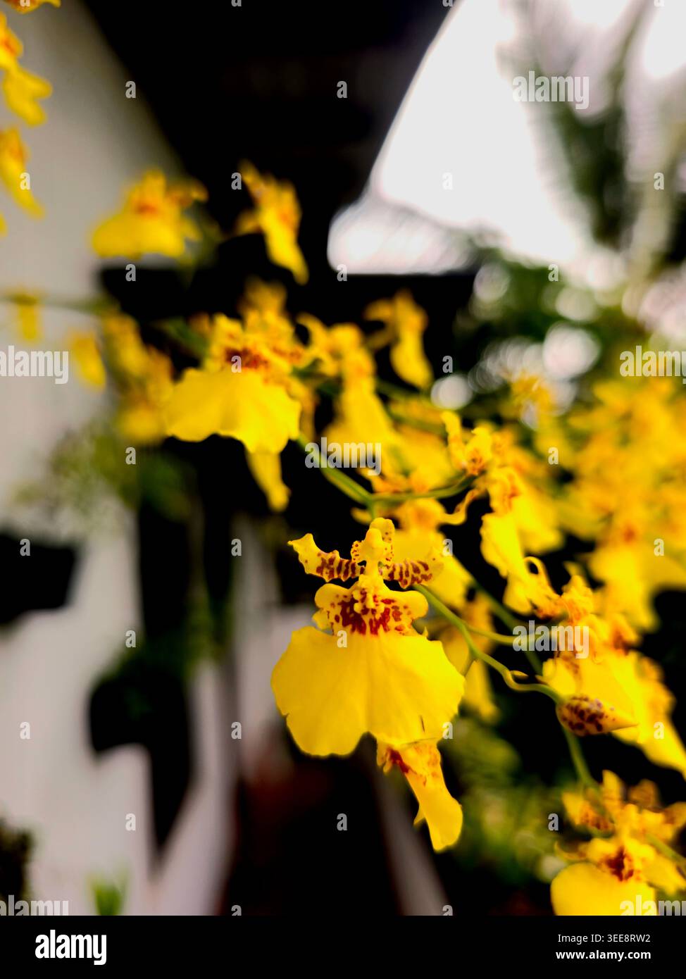Fiore di danza Kandyan - Immagine stock catturata con smartphone
