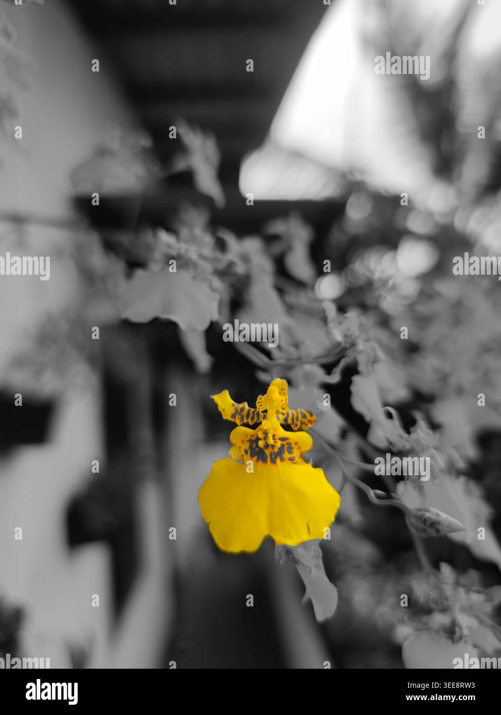 Fiore di danza Kandyan - Immagine stock catturata con smartphone