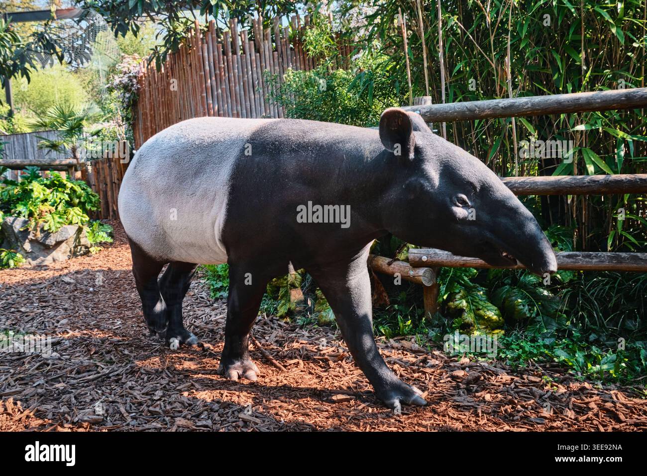 Lione, Francia - 12 maggio 2026: Un tapir malese che cammina attraverso un recinto paesaggistico con recinzioni in legno e bambù allo Zoo de Lyon Foto Stock