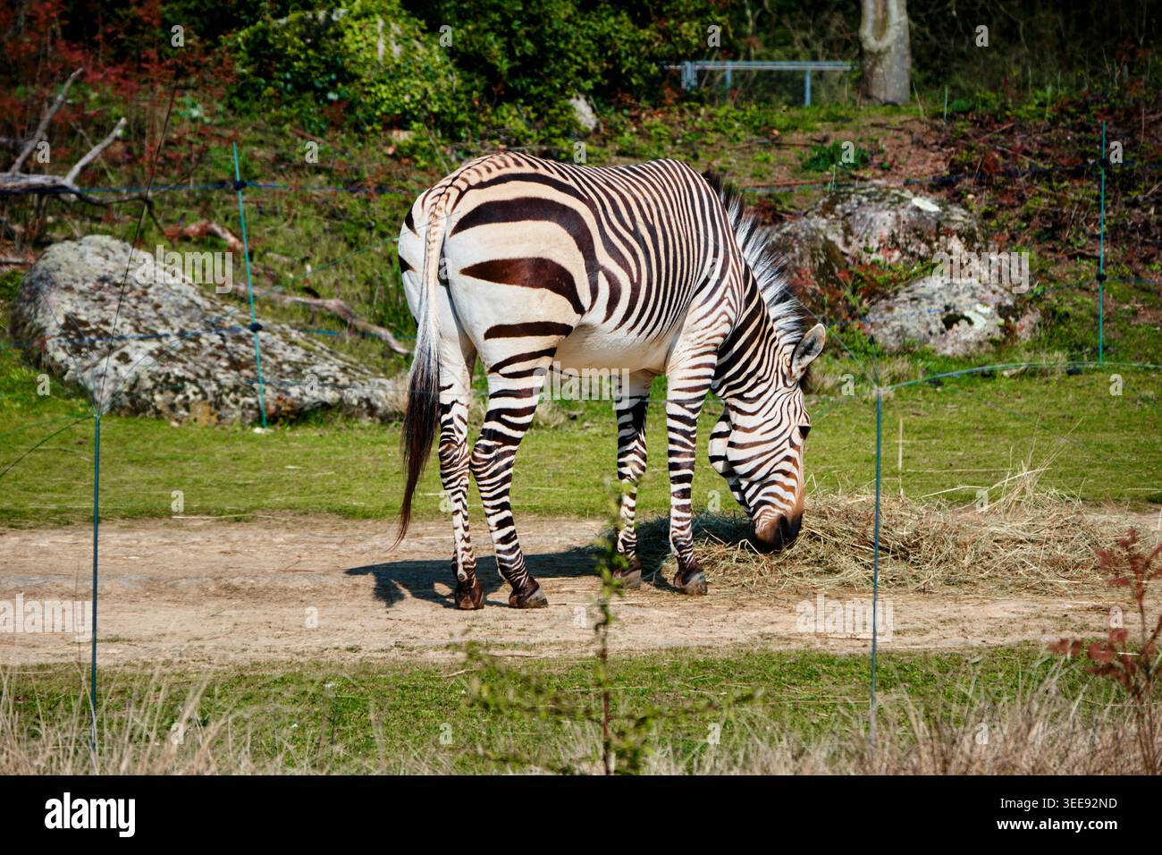 Lione, Francia - 12 maggio 2026: Una zebra che pascolava sul fieno nel suo recinto verde all'interno dello Zoo de Lyon nel Parc de la Tete d'Or Foto Stock