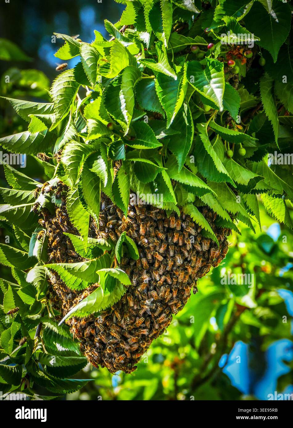 Uno sciame di api in un albero di periferia a Wanstead, Londra Foto Stock