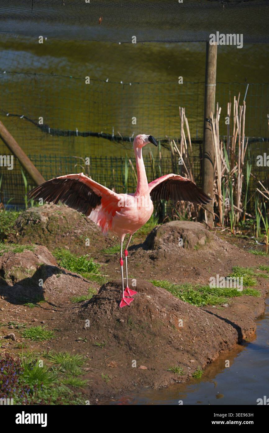 Un fenicottero cileno sparse le ali mentre si trovava sulla riva di uno stagno. Foto verticale Foto Stock
