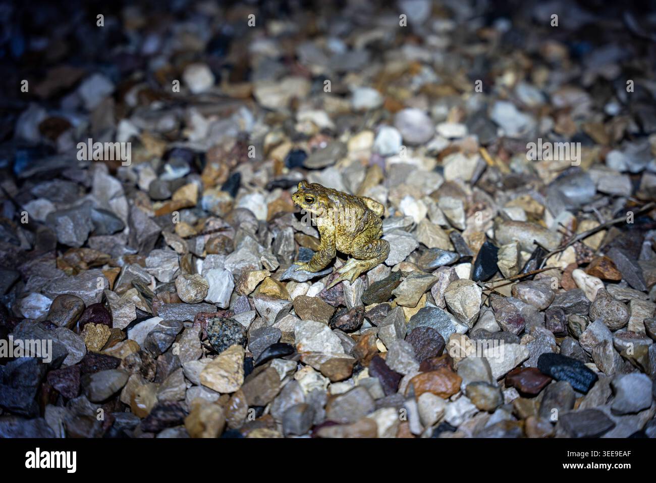 Rana marrone gialla su ciottoli, primo piano scarsamente illuminato che rivela la pelle macchiata, pietre umide e profondità di campo bassa, ombre blu fredde, notte solitaria Foto Stock