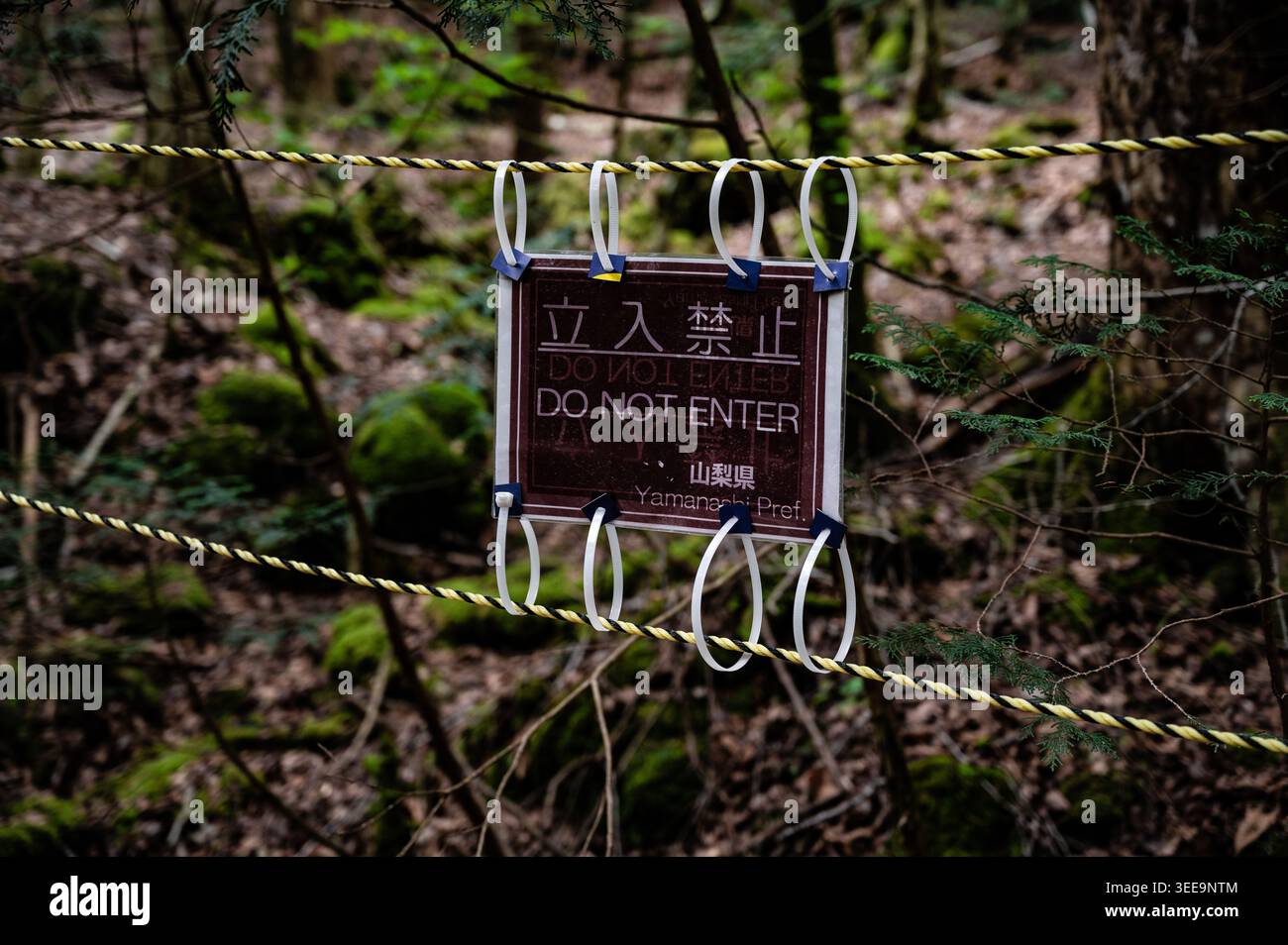 Cartello segnaletico su una barriera di corda nella foresta di Aokigahara, Giappone, che segna un'area ristretta tra alberi e rocce coperte di muschio. Foto Stock