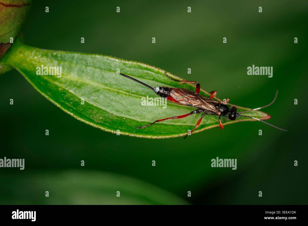 Vista dall'alto macro di una vespa di ichneumon nera e rossa con un lungo ovipositore appoggiato su una foglia verde vivace su un morbido sfondo sfocato Foto Stock