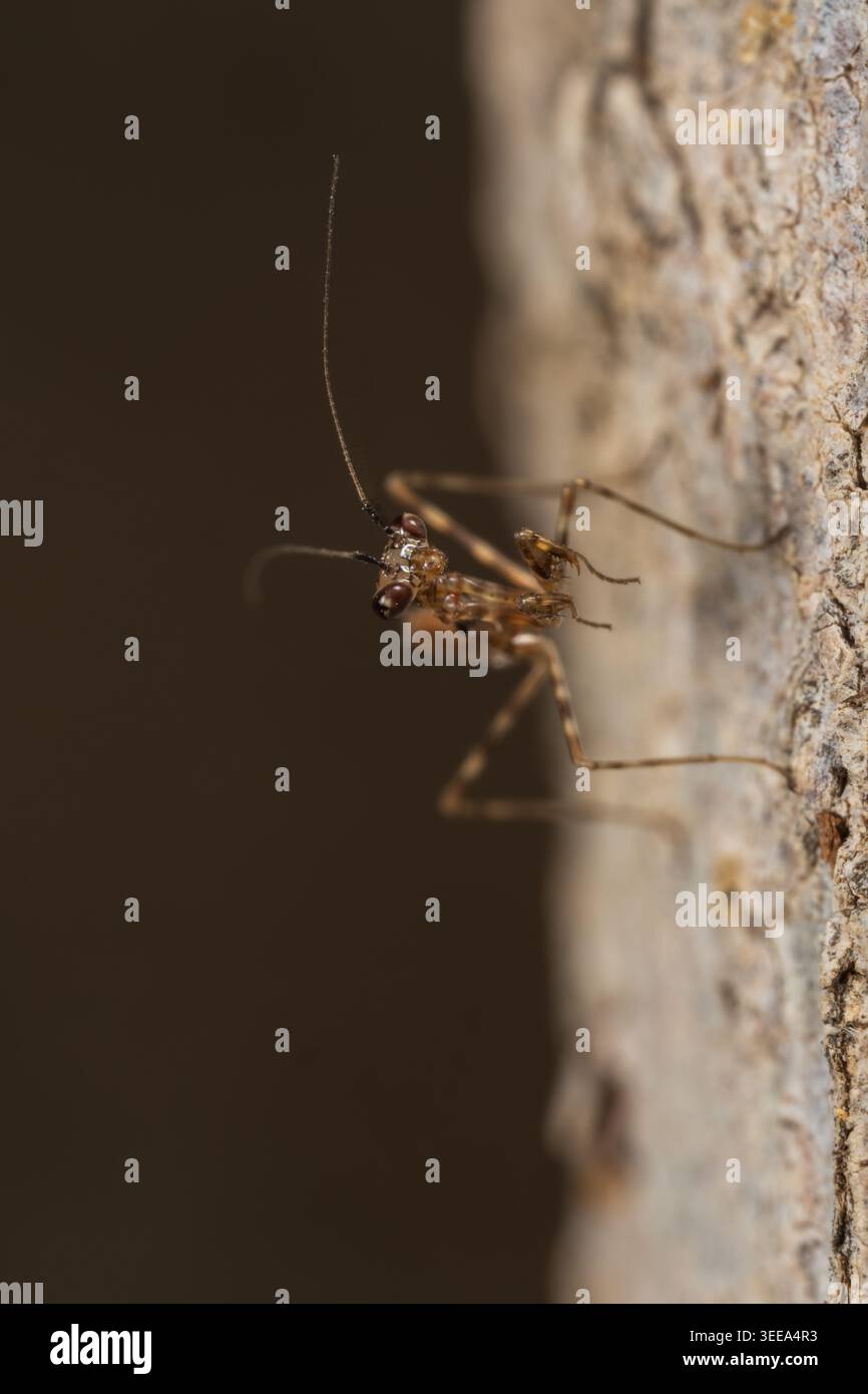 Miomantis paykullii (mantide di preghiera egiziana) ninfa su parete calcarea, Mantodea, Cairo, Egitto Foto Stock