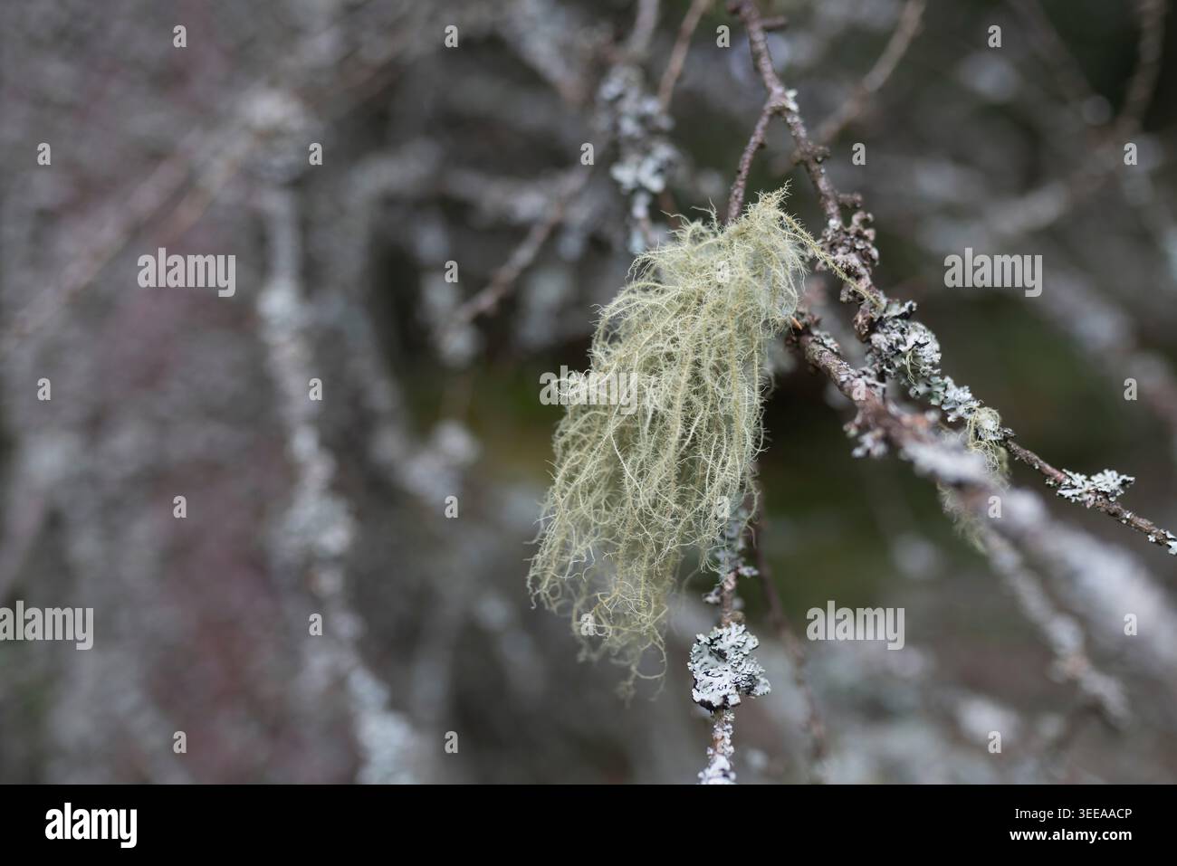 Usnea barbata lichen cresce su un albero nell'area protetta Brdy, Cechia. Foto Stock