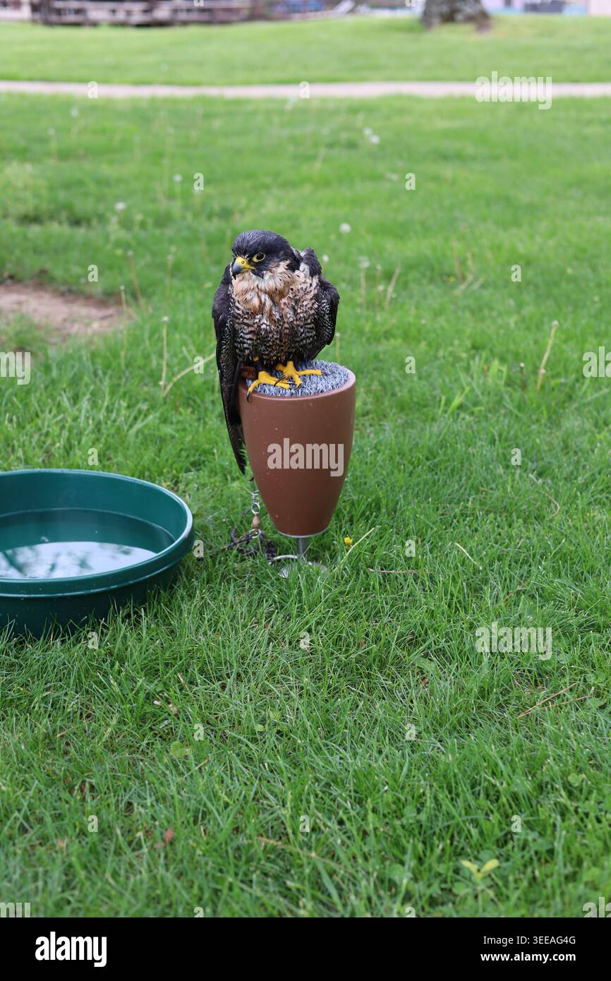 Falco Peregrine rapace arroccato alla dimostrazione di falconeria foto verticale Foto Stock