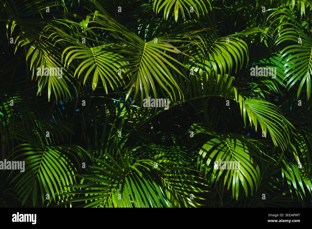 Vegetazione tropicale della giungla con luci e ombre spettacolari sulle foglie di palma Foto Stock