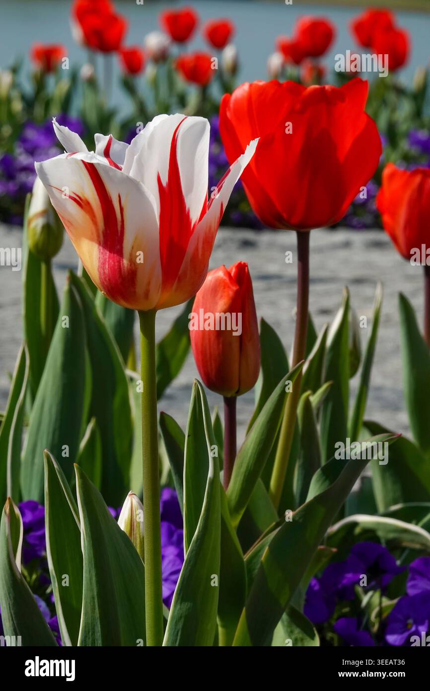 Uno splendido tulipano a righe bianche e rosse occupa il centro della scena in un vivace giardino di primavera. Circondato da classici tulipani rossi e pansie viola, questo modello floreale Foto Stock