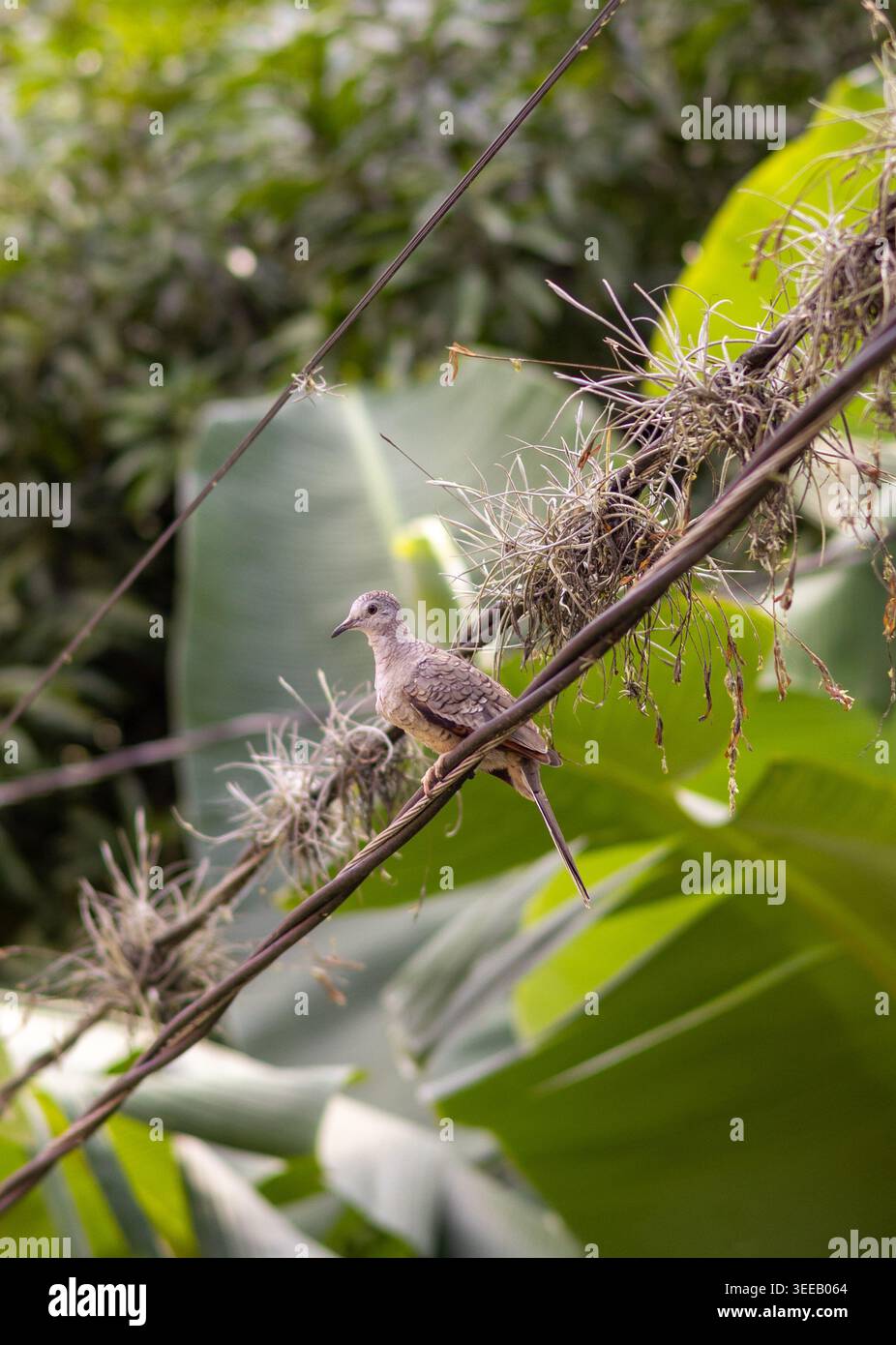 Piccolo uccello tropicale arroccato su filo mossy con sfondo verde fogliame Foto Stock