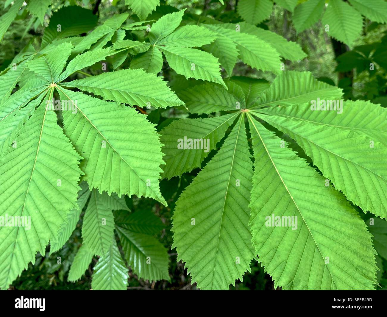 European Horse Chestnut or Aesculus Hippocastanum New leaves in Spring, Southeastern Europe, Balkans Foto Stock