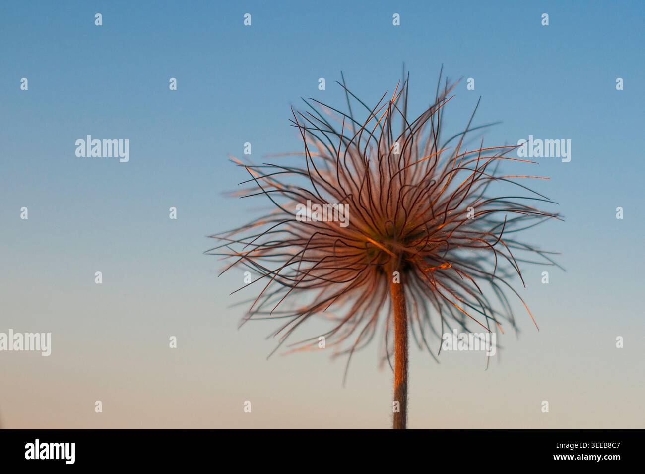 Testa di seme Wispy Wildflower (Pasqueflower) retroilluminata contro il cielo blu all'ora d'oro Foto Stock
