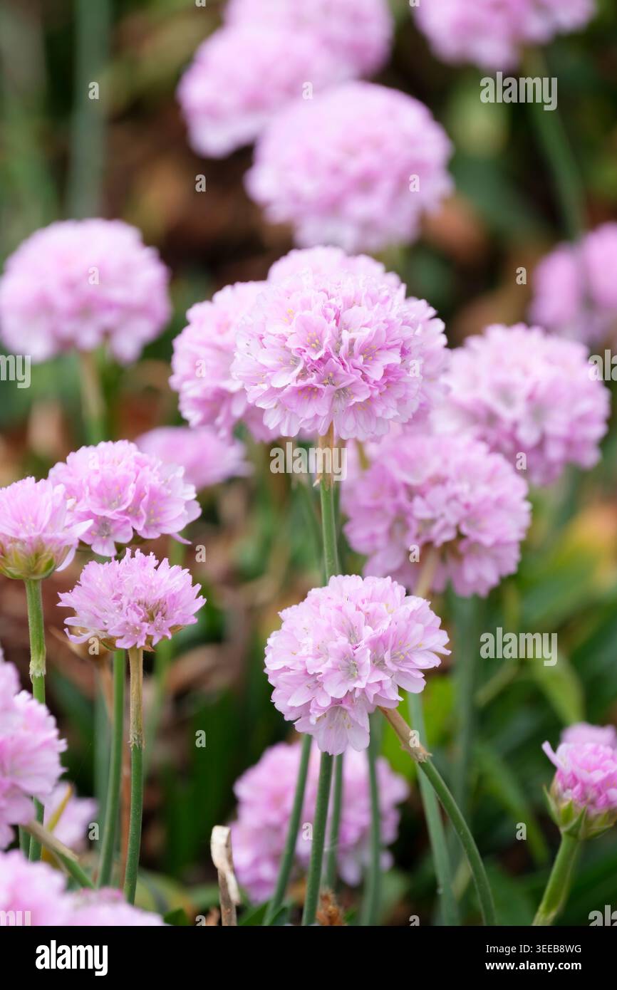 Armeria pseudarmeria Daydream, grande brivido Daydream, pianta per la formazione di grumi con teste di fiori sferiche rosa Foto Stock