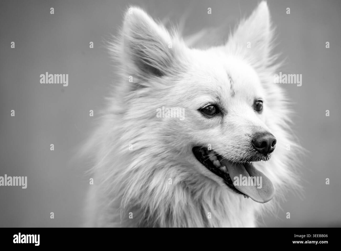 Un simpatico cane bianco soffice che guarda direttamente la fotocamera con gli occhi espressivi in un ambiente naturale all'aperto. Sfocatura morbida dello sfondo e illuminazione naturale cr Foto Stock