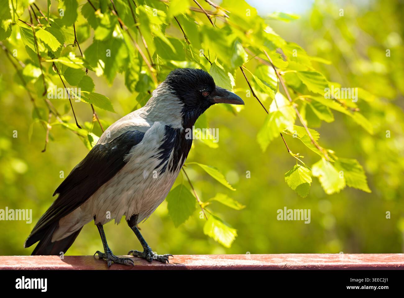 il corvo con cappuccio poggia su una ringhiera sotto foglie verdi luminose, con luce calda del sole e morbido bokeh naturale che creano una tranquilla scena di fauna selvatica primaverile. Foto Stock